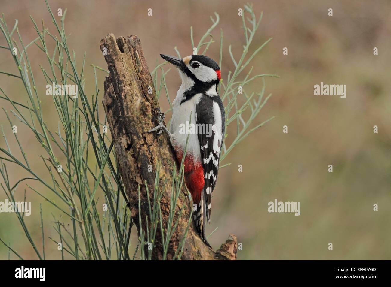 Buntspecht, große, große gefleckte Specht Dendrocopos Stockfoto
