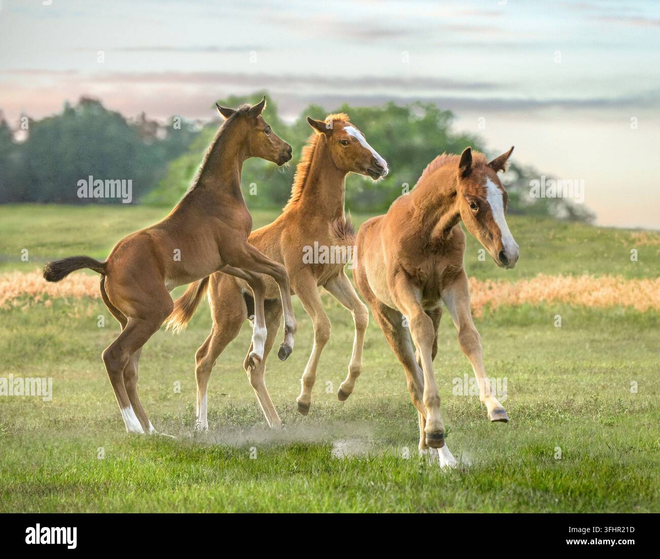 drei Vollblutpferdefohlen toben und spielen auf einer offenen Wiese Stockfoto