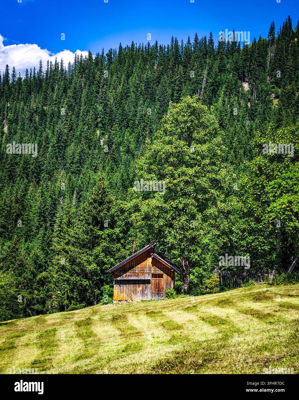 Traditionelle Holzscheune auf einer Bergwiese, umgeben von Nadelwald in Bucovinei, Sadova, Bukowina, Rumänien. Stockfoto