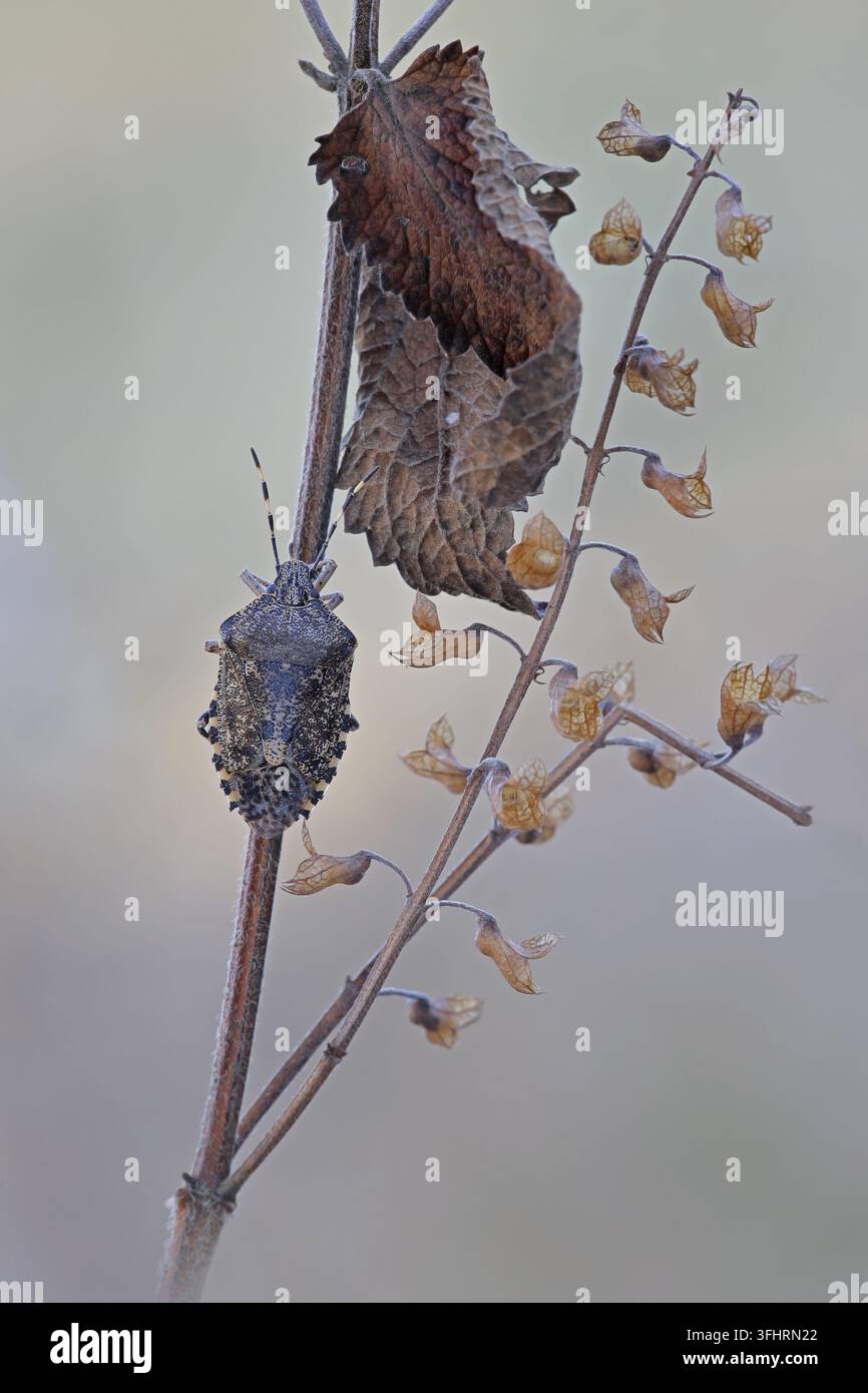 Grauer Gartenkäfer (Rhaphigaster nebulosa) Stockfoto