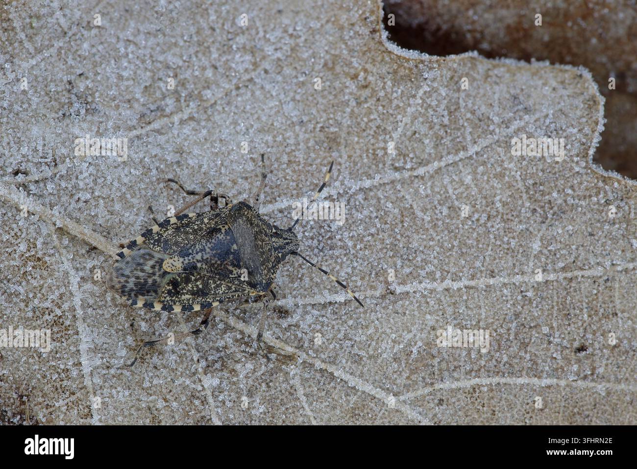 Grauer Gartenkäfer (Rhaphigaster nebulosa) Stockfoto