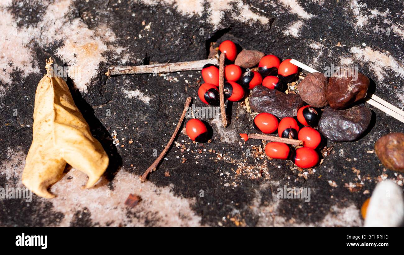 Abrus precatorius Rosenkranz-Erbse Krabbenauge giddee giddee giftige Samen Australien Kimberley Natur Samen klein rot schwarz Stockfoto