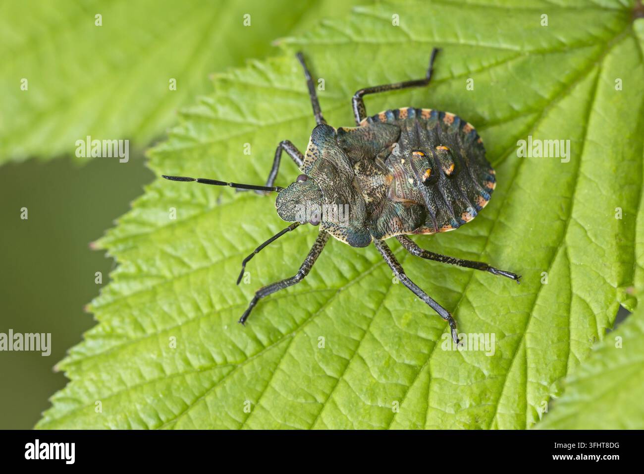 Larve des rotbeinigen Baumwanzen (Pentatoma rufipes) Stockfoto