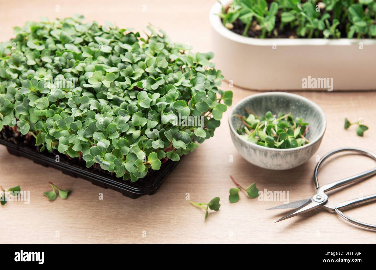 Mikrogemüse, das in einem Behälter wächst Stockfoto
