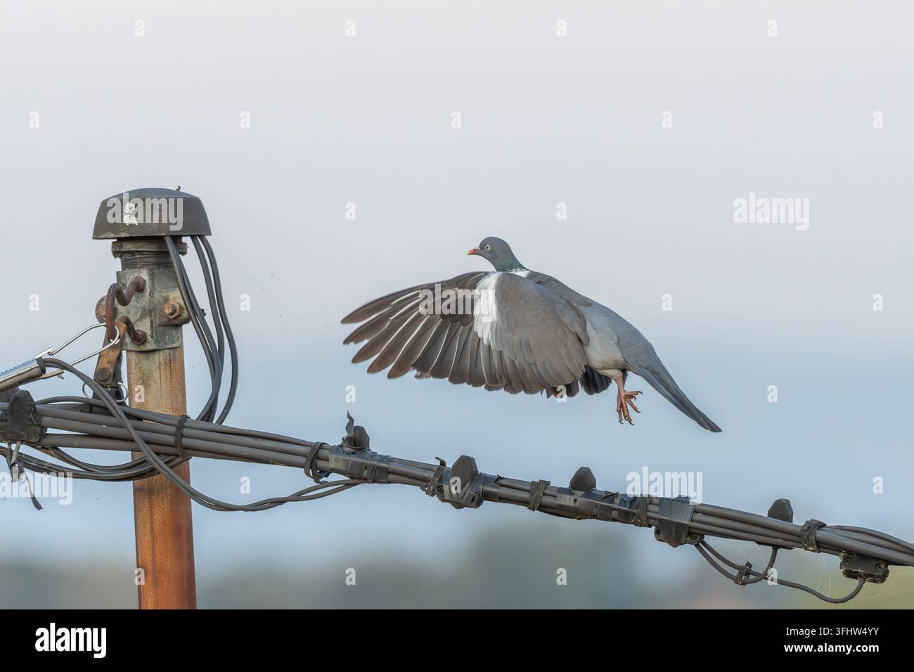 Tauben fliegen von Stromleitungen in einer ruhigen Landschaft in den frühen Morgenstunden ab Stockfoto