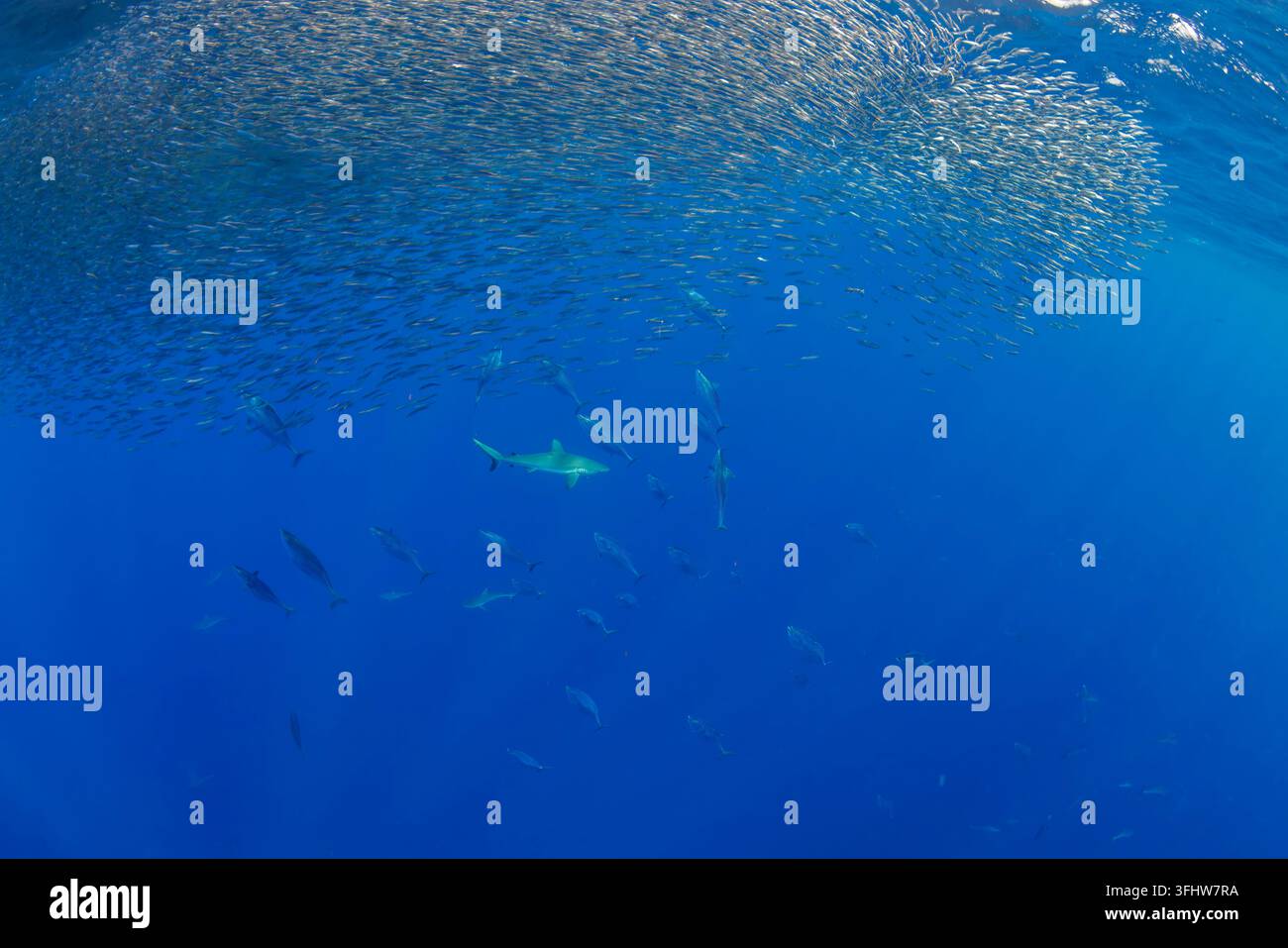 Katsuwonus pelamis und Seidenhaie, Carcharhinus falciformis, fressen gemeinsam an einem dicht gedrängten Köderball im offenen Gewässer vor Yap Stockfoto