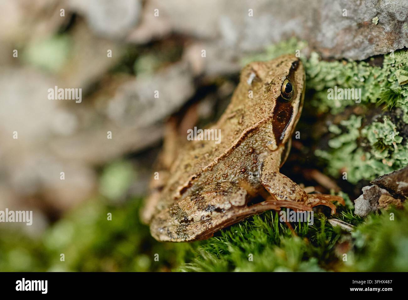 Waldfrosch ruht auf Moos im natürlichen Waldlebensraum Stockfoto