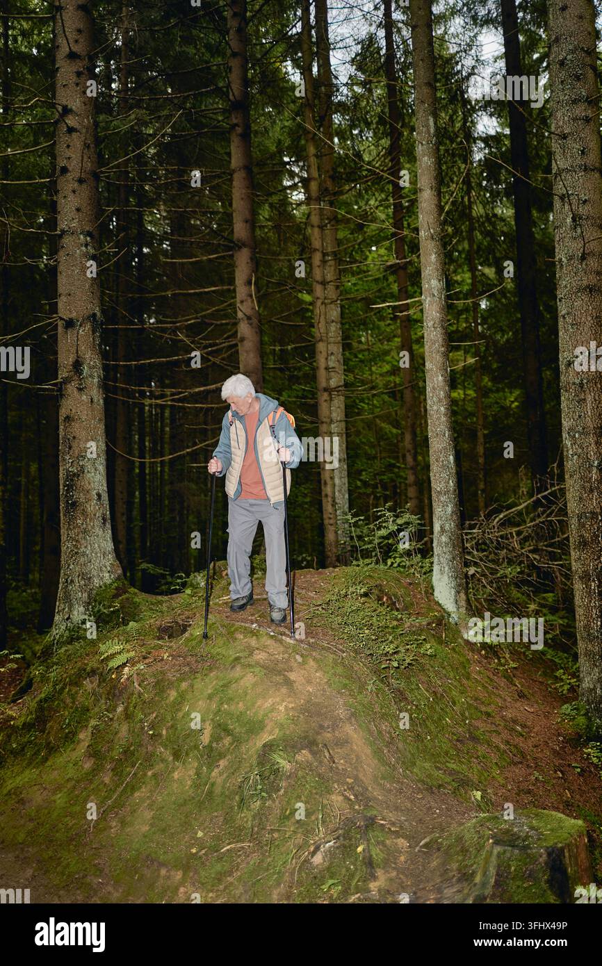 Senior Mann geht Nordic Walking mit Trekkingstöcken im Kiefernwald Stockfoto