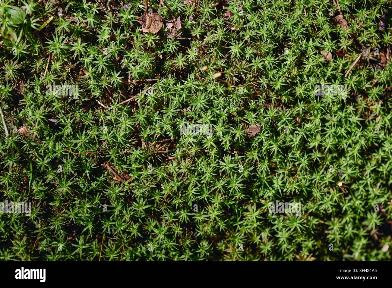 Üppiges grünes Sternmoos-Muster, das auf dem Waldboden wächst Stockfoto
