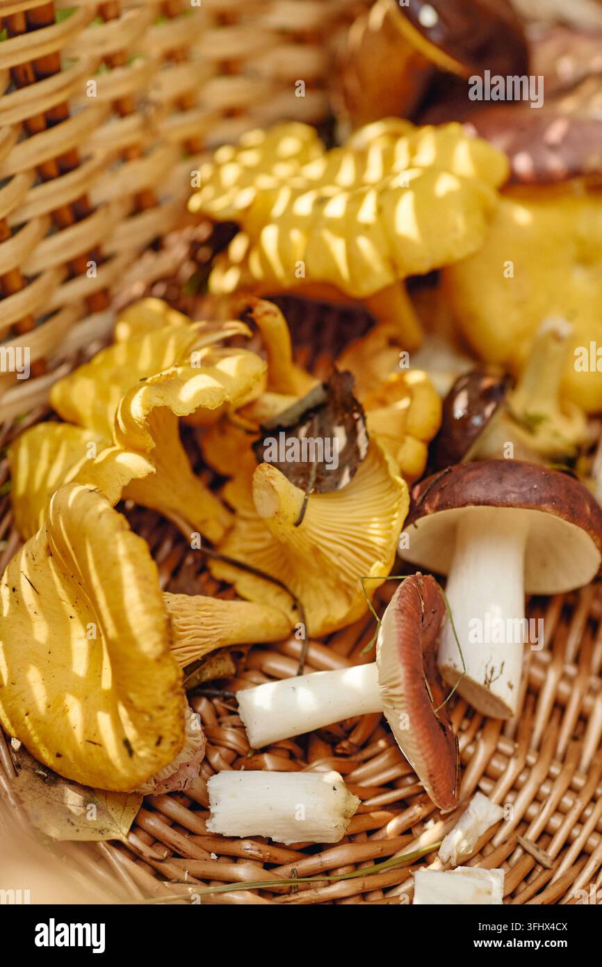 Frische Wild-Champignons und Waldpilze in einem Weidenkorb Stockfoto