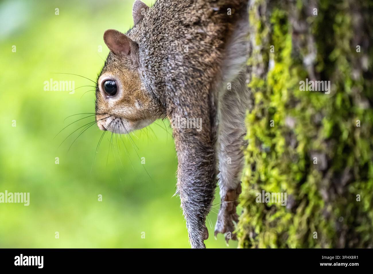 Grauhörnchen (Sciurus carolinensis) entspannt kopfüber auf einem Baumstamm im Meeks Park in Blairsville, Georgia. (USA) Stockfoto