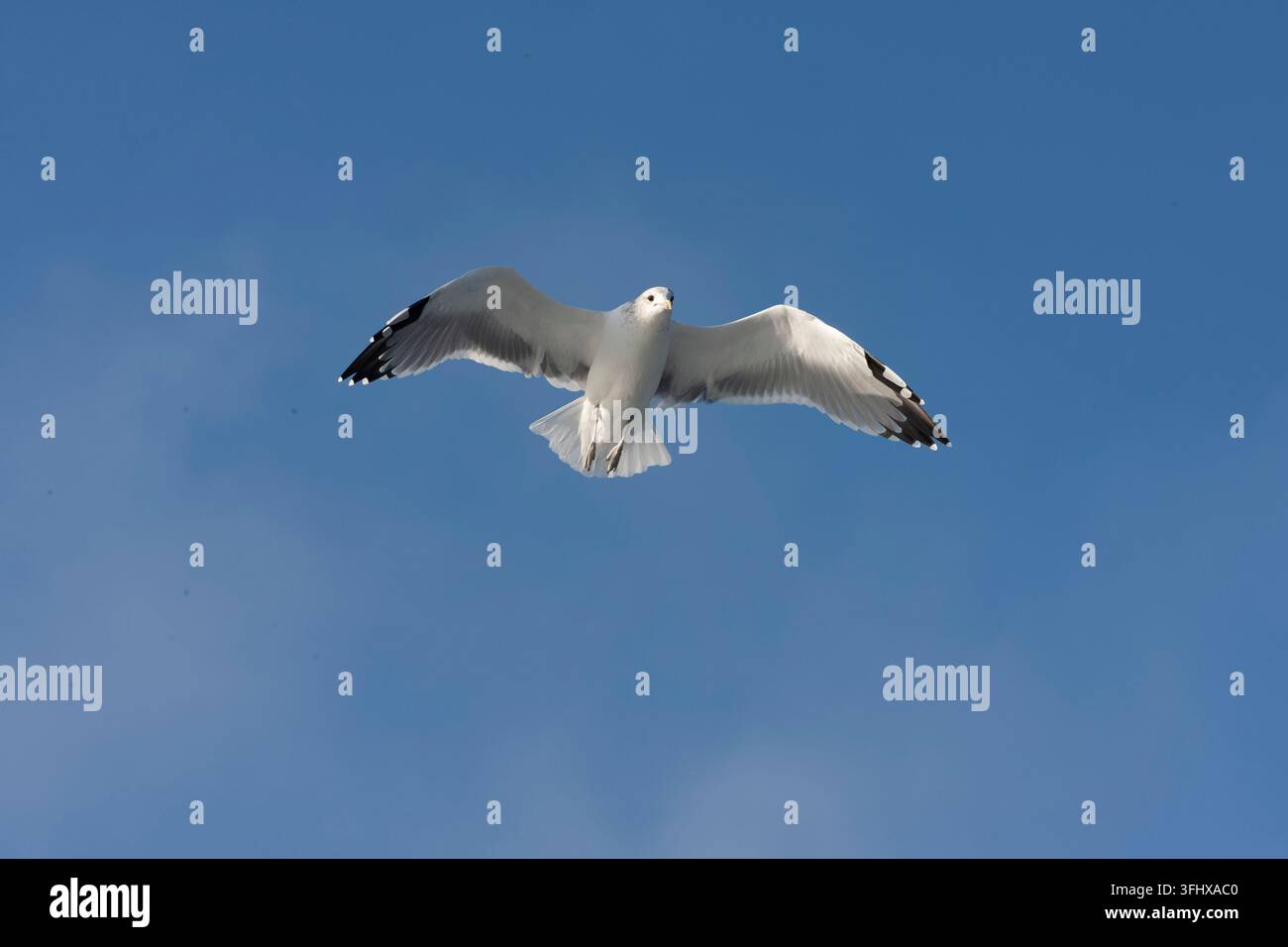 Kalifornische Möwe (Larus californicus) in Kalifornien, USA. Stockfoto