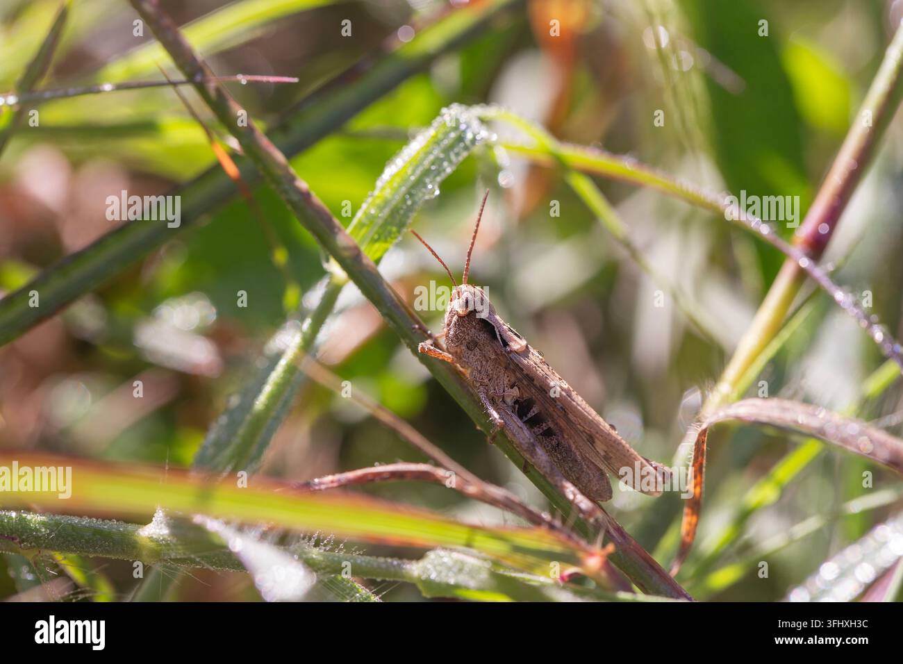Detaillierte Makrofotografie eines kleinen braunen Grashüpfers, Chorthippus brunneus, der auf Wildgrasstängeln in einer Wiese mit Morgentau und weicher Natur ruht Stockfoto