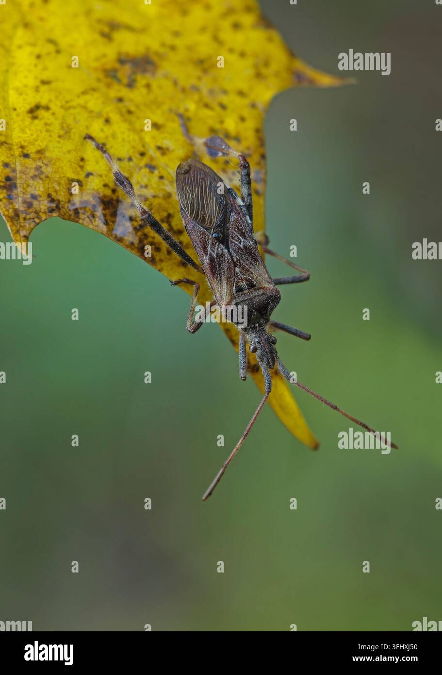 Western Nadelbaum same Bug (Leptoglossus occidentalis) Stockfoto
