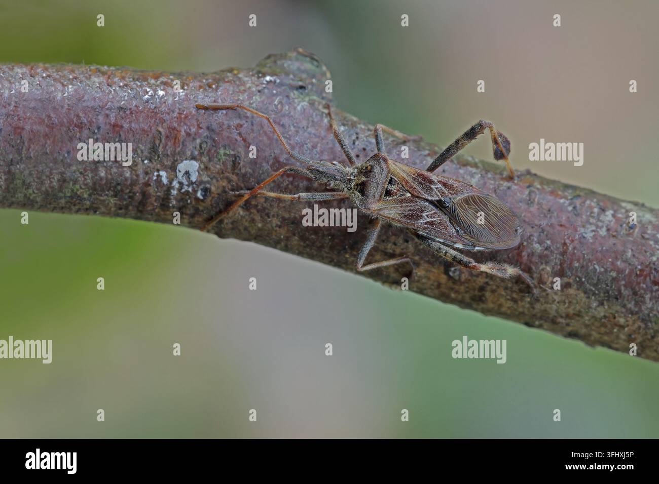 Western Nadelbaum same Bug (Leptoglossus occidentalis) Stockfoto