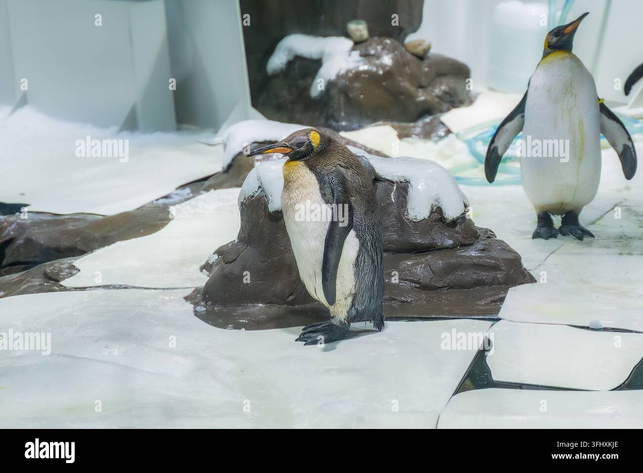 Königspinguin läuft auf indoor Eis- und Schneeboden Stockfoto