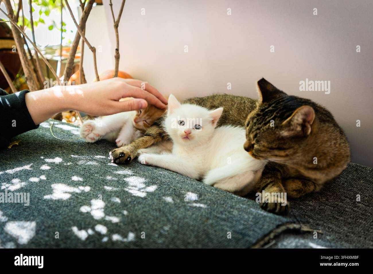 Hand streichelt sanft einen Wurf streunender Kätzchen mit ihrer Mutterkatze Stockfoto