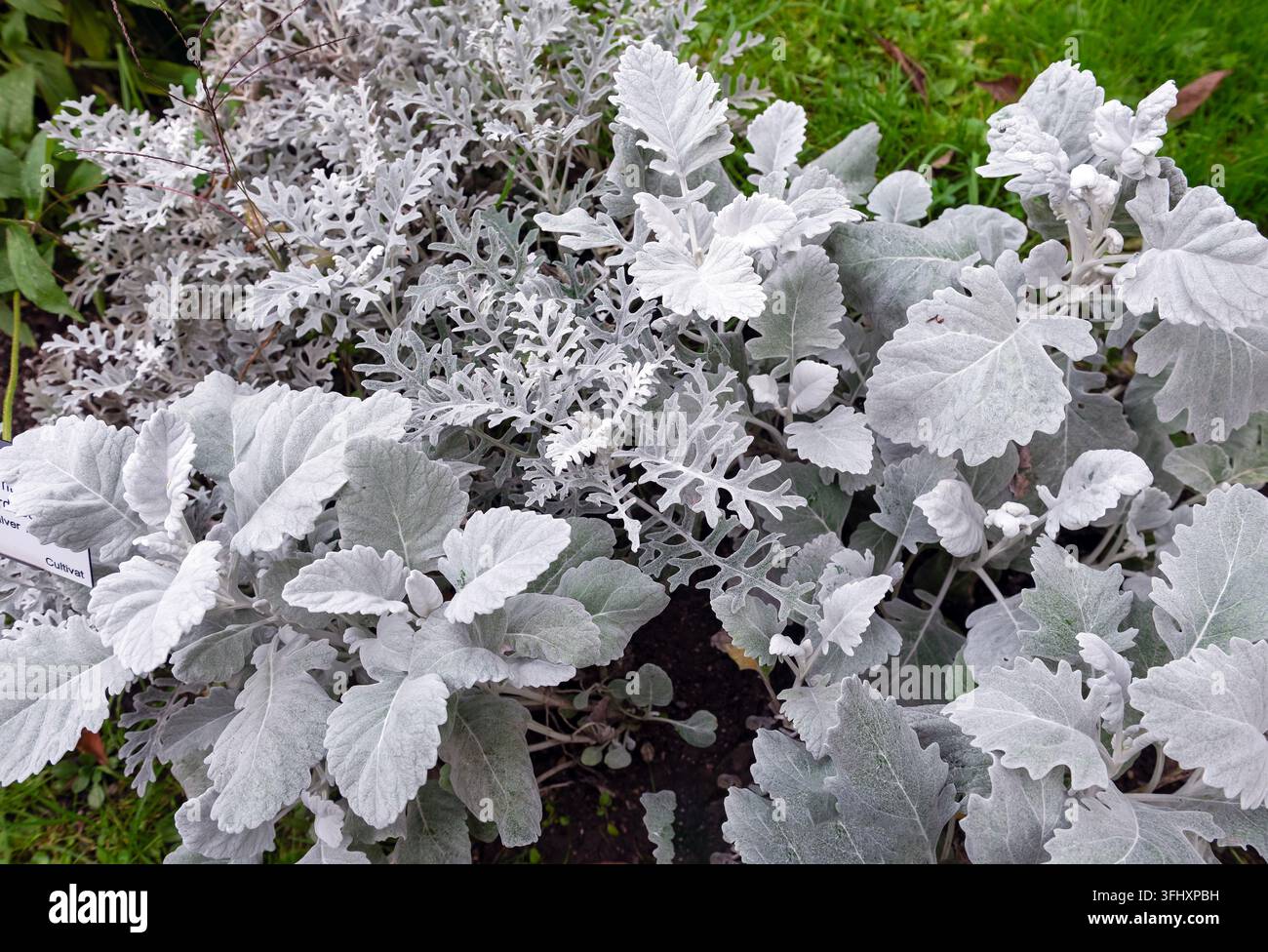 Auffälliges silbrig-weißes Cineraria New Look Laub steht im Kontrast zu Grün Stockfoto