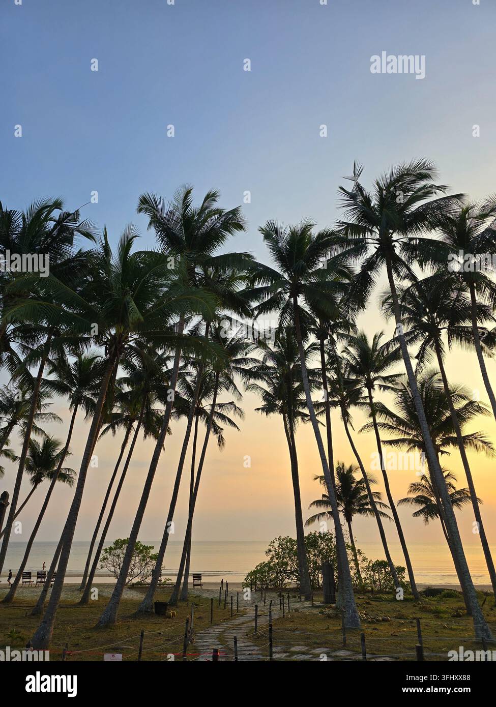 Goldener Sonnenaufgang über Palmen in Thailand Stockfoto