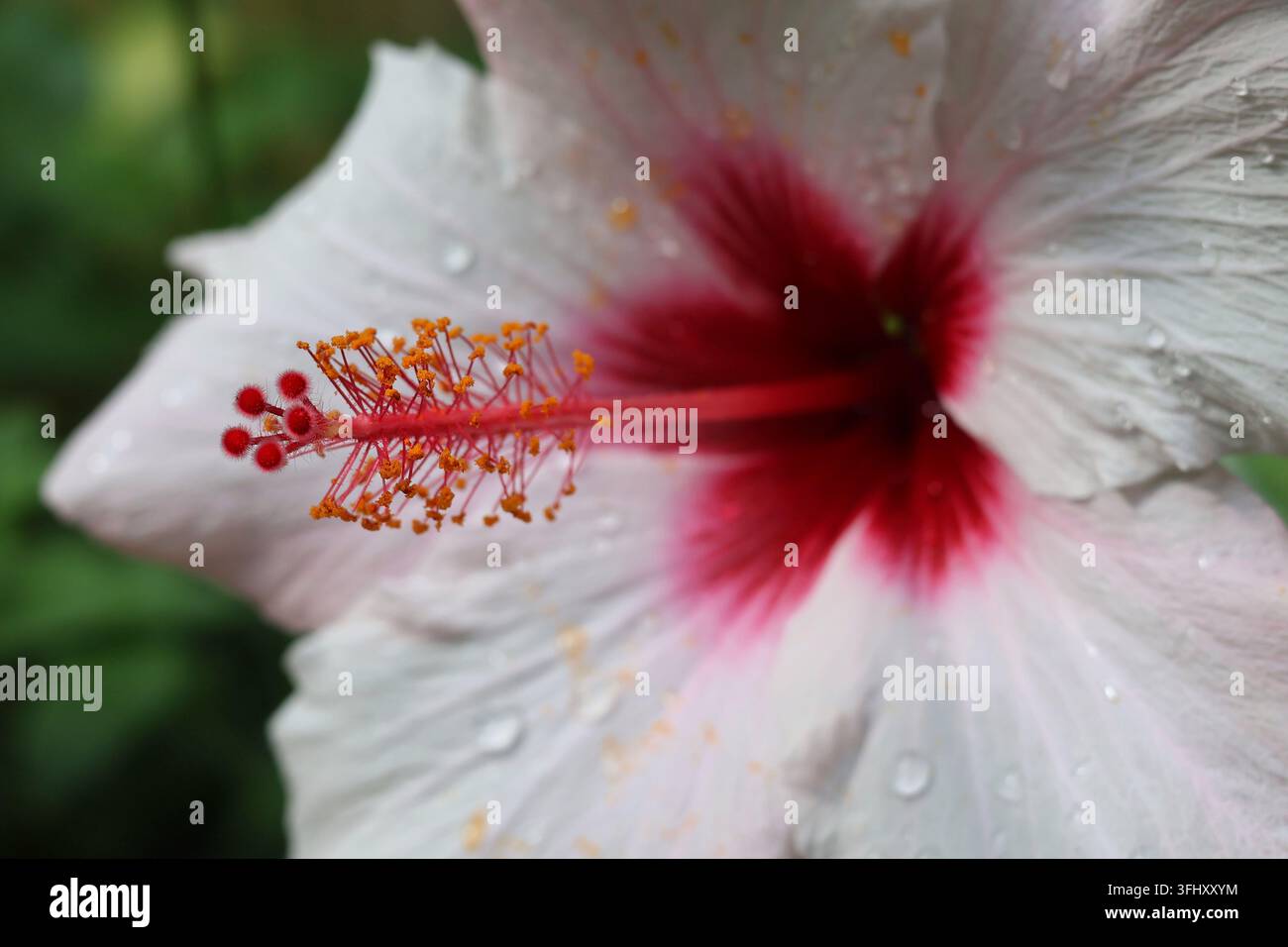 Nahaufnahme einer lebendigen weißen Hibiskusblüte mit einem rosa-roten Zentrum und auffälligen Staubblättern Stockfoto