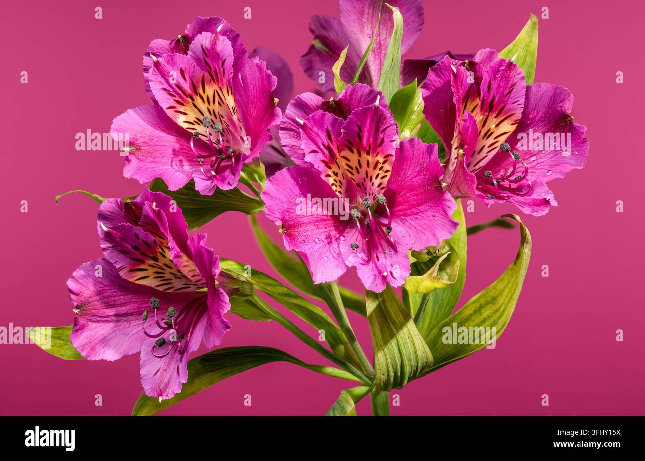Rosa Alstroemeria Peruanische Lilienblüten auf lebendigem rosa Hintergrund Stockfoto