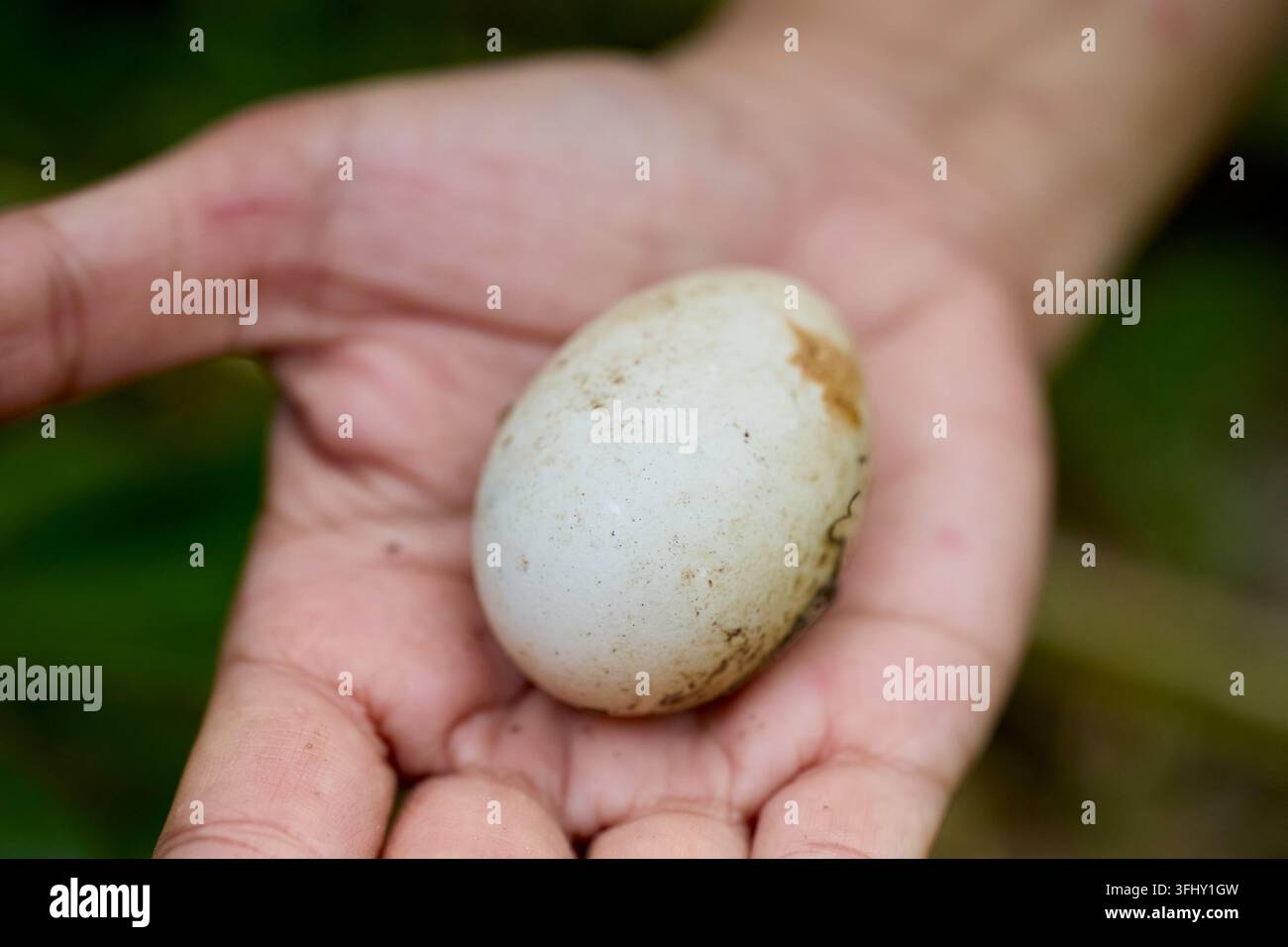 Menschliche Hand hält sanft ein einzelnes wildes Ei Stockfoto