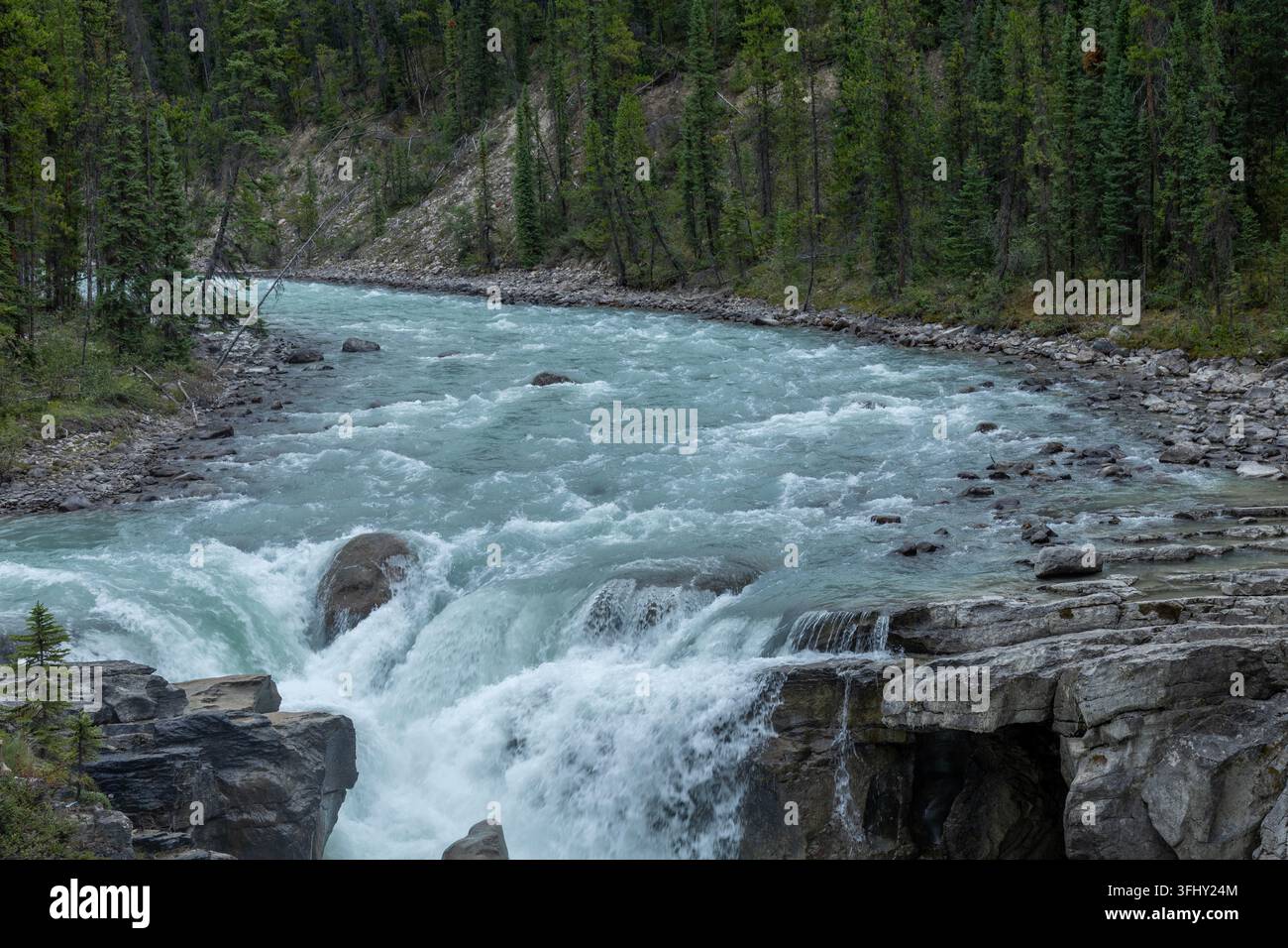 Mächtiger Wasserfall stürzt über geschichtete Felsen, umgeben von üppigem grünem Wald, Athabasca-Fälle, Jasper-Park, Alberta, Kanada Stockfoto