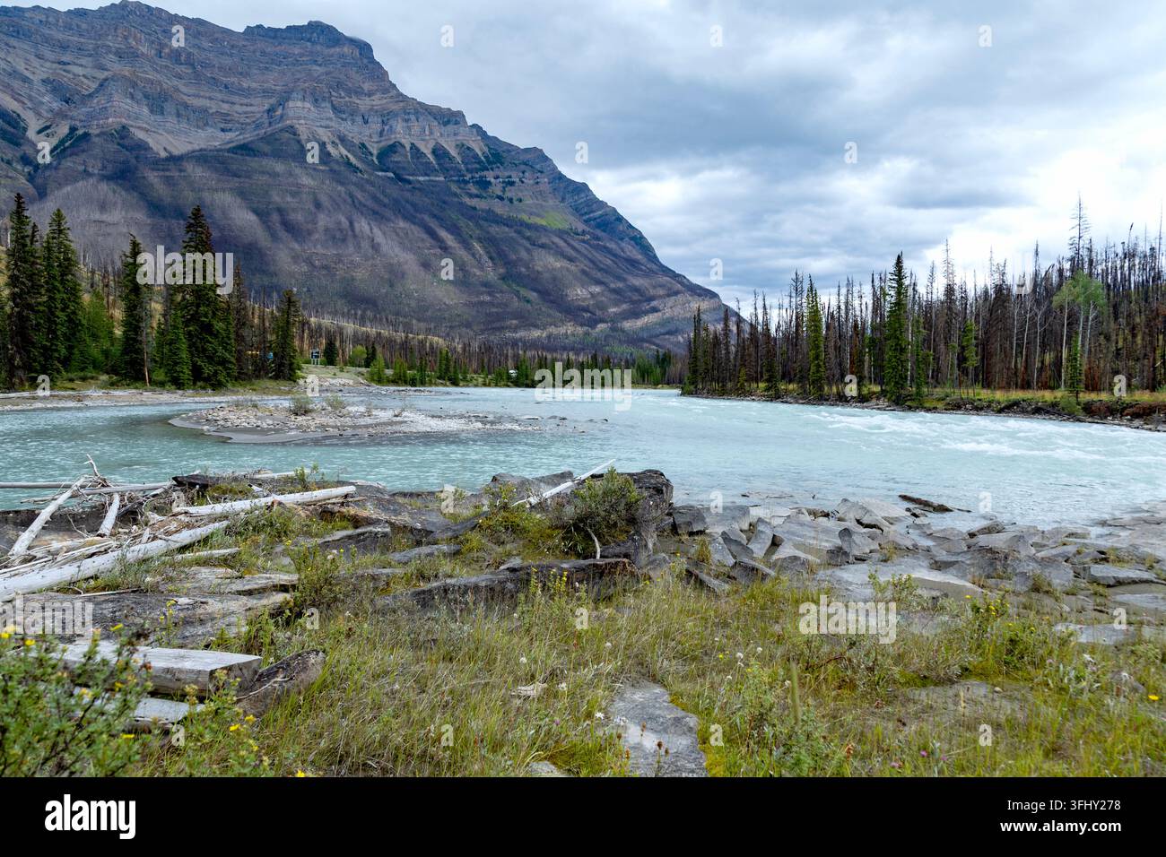 Mächtiger Wasserfall stürzt über geschichtete Felsen, umgeben von üppigem grünem Wald, Athabasca-Fälle, Jasper-Park, Alberta, Kanada Stockfoto