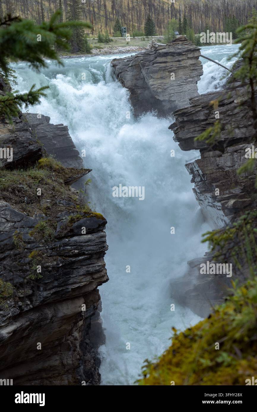 Mächtiger Wasserfall stürzt über geschichtete Felsen, umgeben von üppigem grünem Wald, Athabasca-Fälle, Jasper-Park, Alberta, Kanada Stockfoto