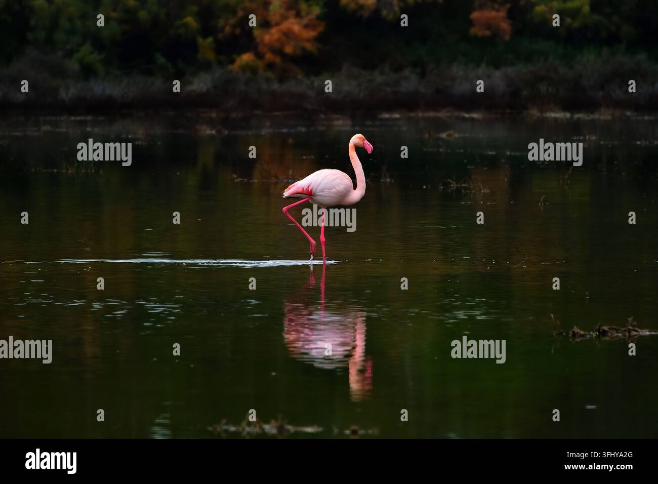 Einziger Großflamingo und seine Wasserreflexion stehen auf einem Bein im flachen Wasser des Larnaca-Salzsees, Zypern, von der Seite betrachtet Stockfoto