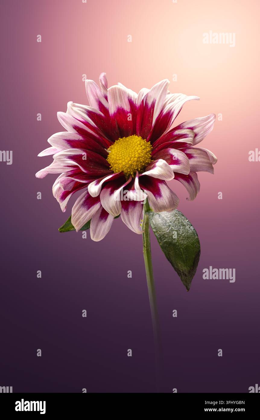 Lila und weißer Chrysanthemenblütenkopf, Makroaufnahme, isoliert auf lila Farbverlaufshintergrund Stockfoto
