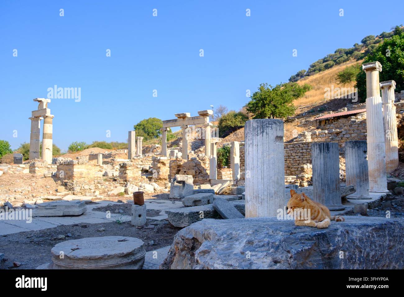 Eine orangefarbene getigerte Katze ruht auf einem Steinblock im Vordergrund der antiken Ruinen des Prytaneion und der Staatsagora mit stehenden Marmorsäulen in Ephesus Stockfoto