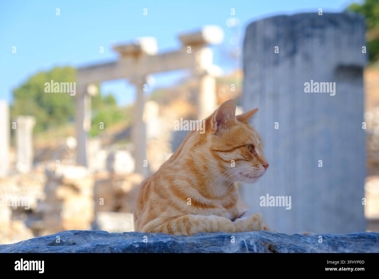 Detaillierte Profilaufnahme einer entspannten orangefarbenen Hauskatze, die draußen liegt, mit dem verschwommenen Hintergrund antiker Marmorsäulen und Bögen in Ephesus. Stockfoto