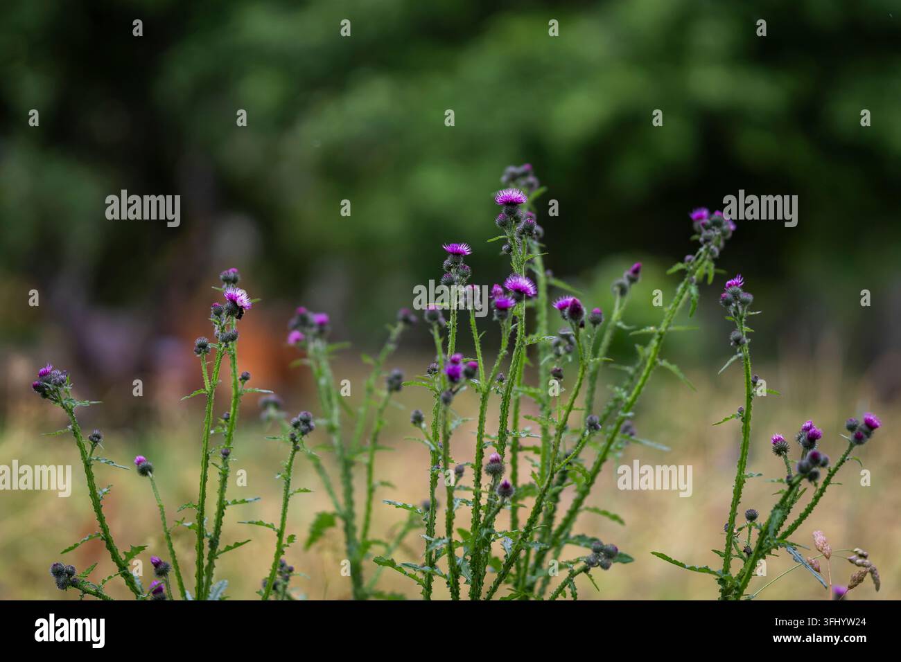 Carduus crispus, allgemein bekannt als krauser Distel, mit Büscheln kleiner lila-rosa Blütenköpfe. Stockfoto