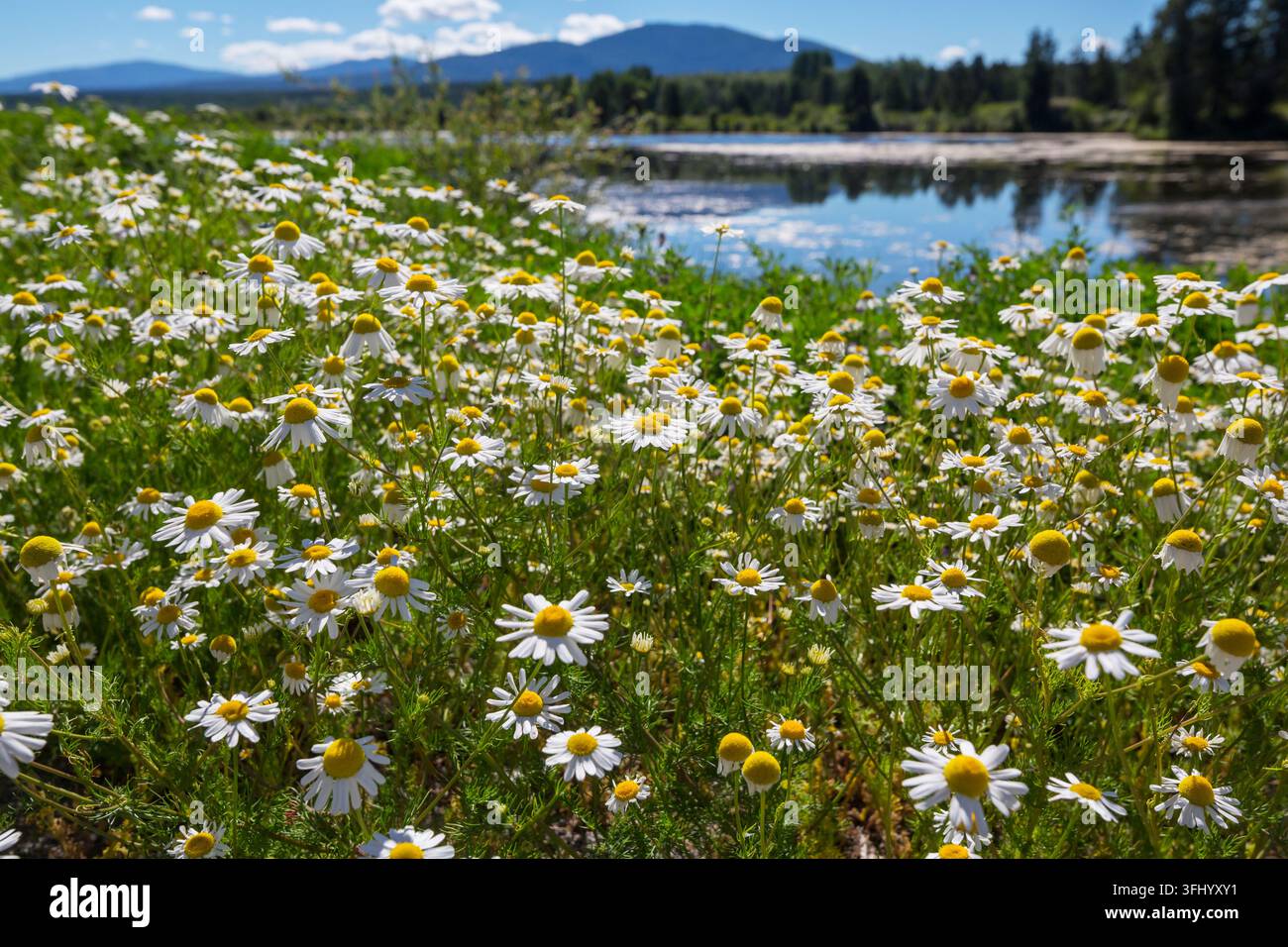 Gänseblümchen im sonnigen Wiese Stockfoto