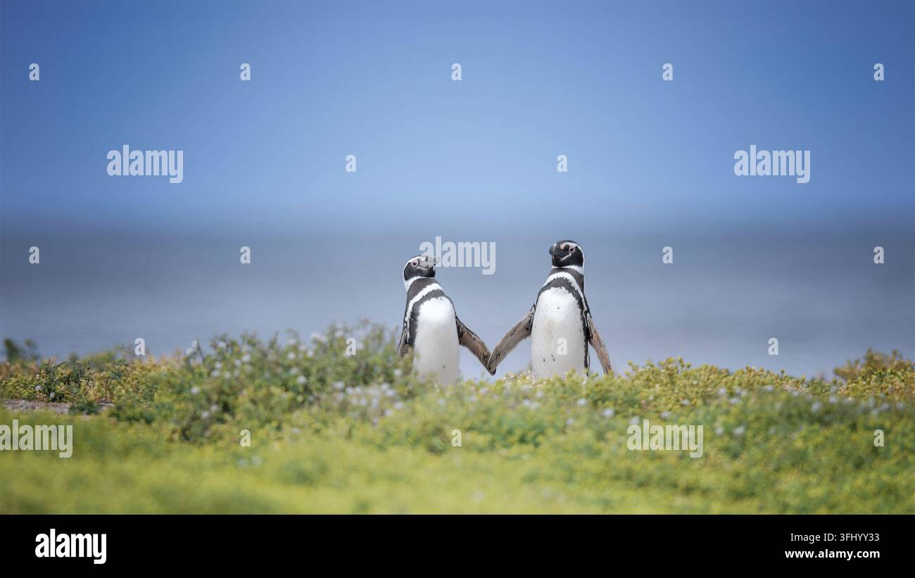 Zwei Magellangpinguine stehen zusammen im Küstengras mit Flossen, die sich am Ozean in den Falklandinseln berühren. Stockfoto