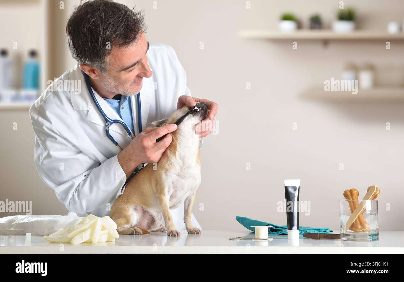 Ein Tierarzt putzt einem Chihuahua mit einer speziellen Hundezahnbürste die Zähne, während das Haustier ruhig auf einem Kliniktisch mit nahegelegenen Utensilien sitzt. Stockfoto