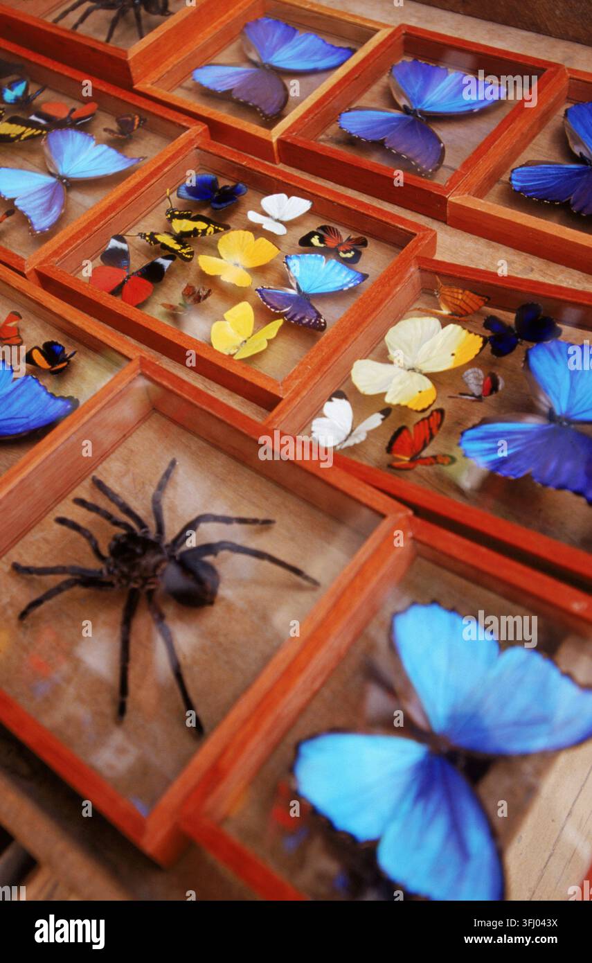 AmazonQuest Stockfoto
