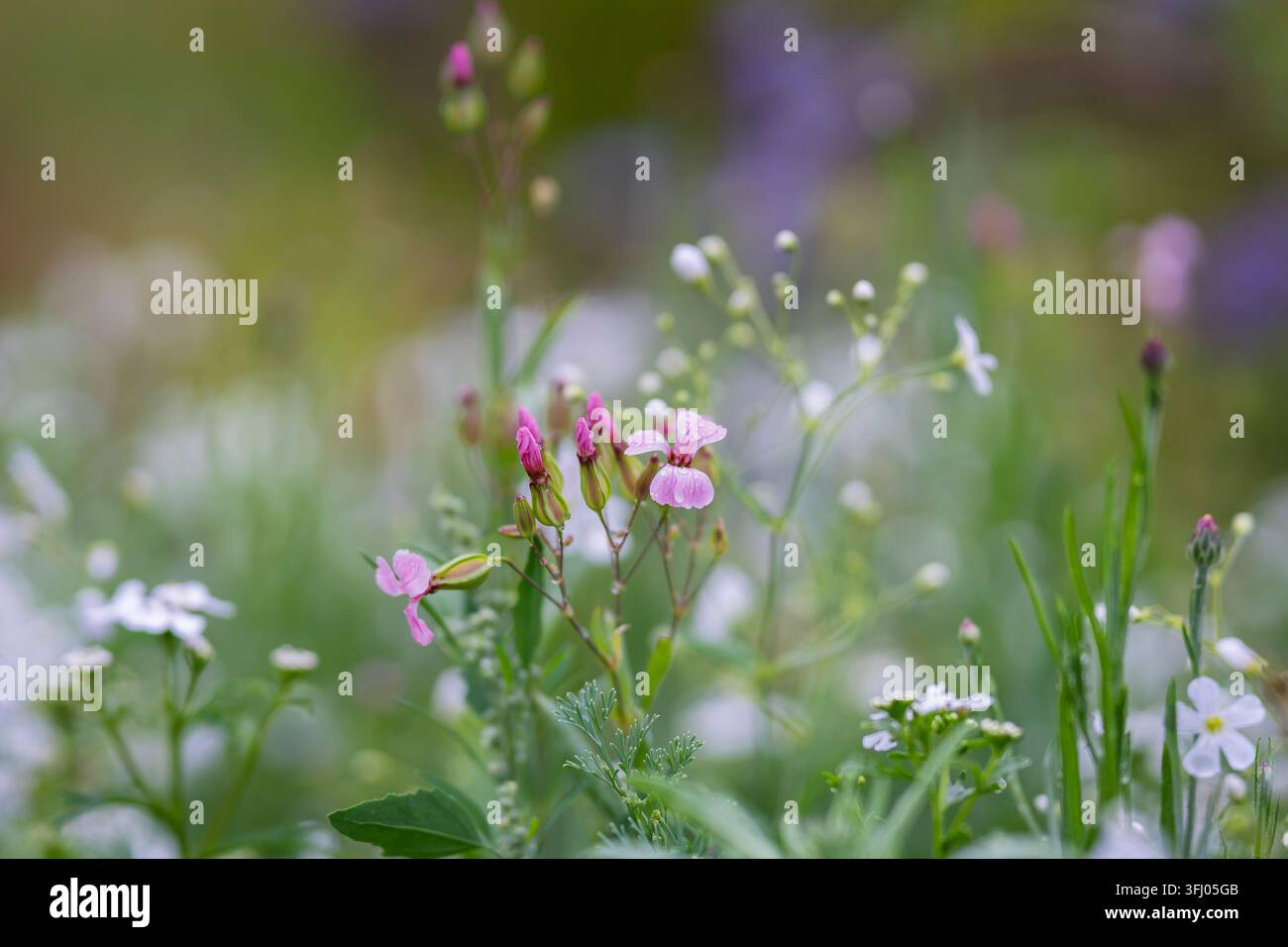Gypsophila vaccaria, allgemein bekannt als Kuh-Kokel oder Kuh-Seifenkraut, mit zarten rosa Blüten an schlanken verzweigten Stängeln. Stockfoto