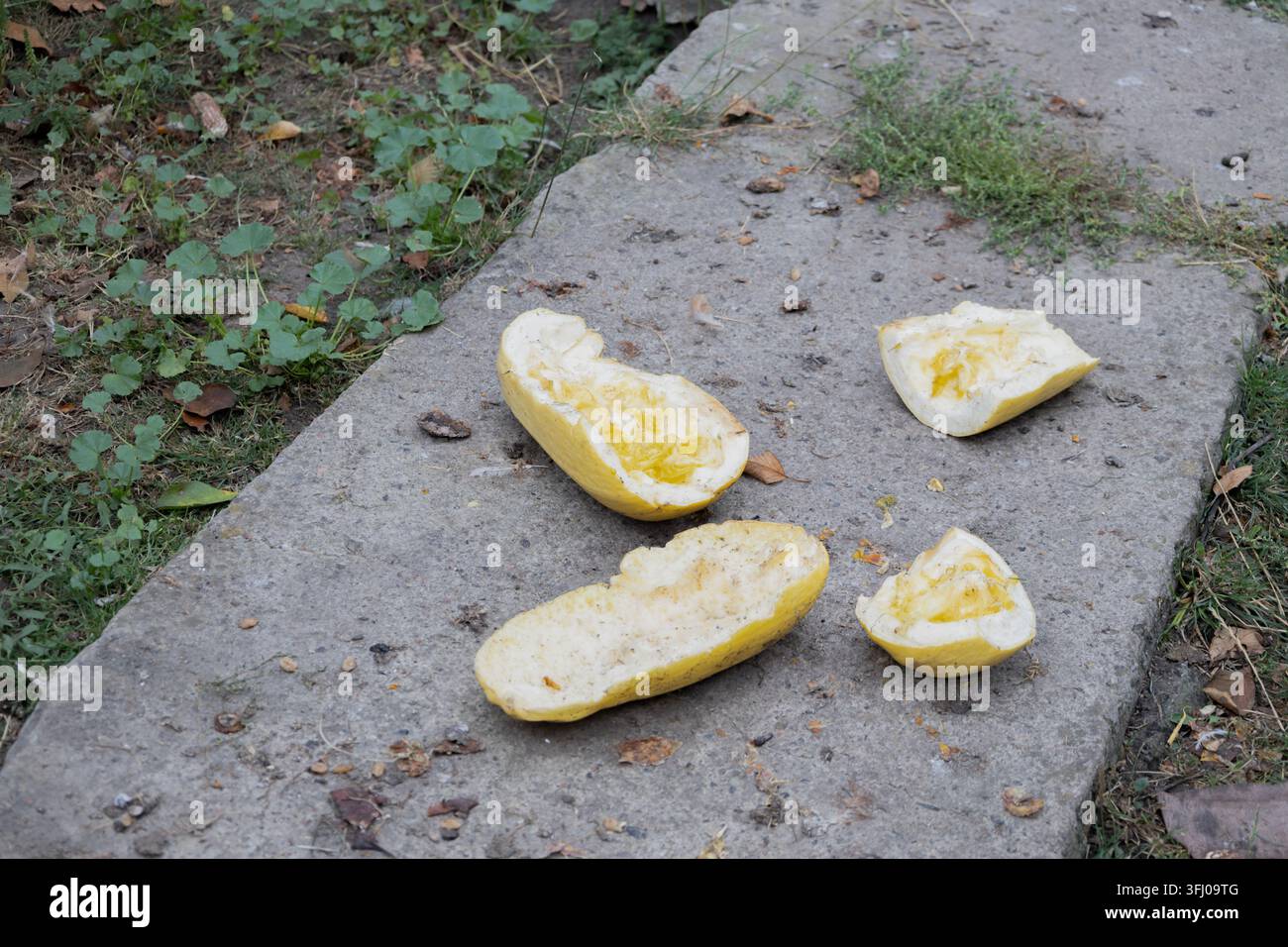 Geschnittene Stücke von gelber Zucchini oder Kürbis, die auf einem verwitterten Betonweg in einem Hinterhofgarten liegen. Natürliches Tageslichtfoto von Tierfutter, organi Stockfoto