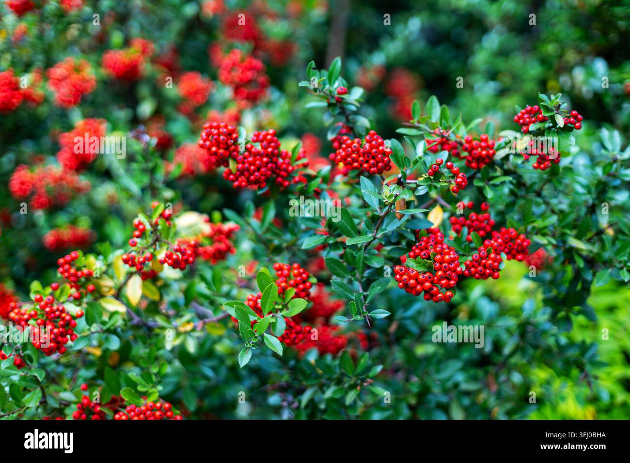 Roter Feuerdorn-Beeren an einem immergrünen Strauch. Leuchtend rote Feuerdorn-Beeren wachsen in dichten Büscheln zwischen glänzenden grünen Blättern an einem immergrünen Strauch. Stockfoto