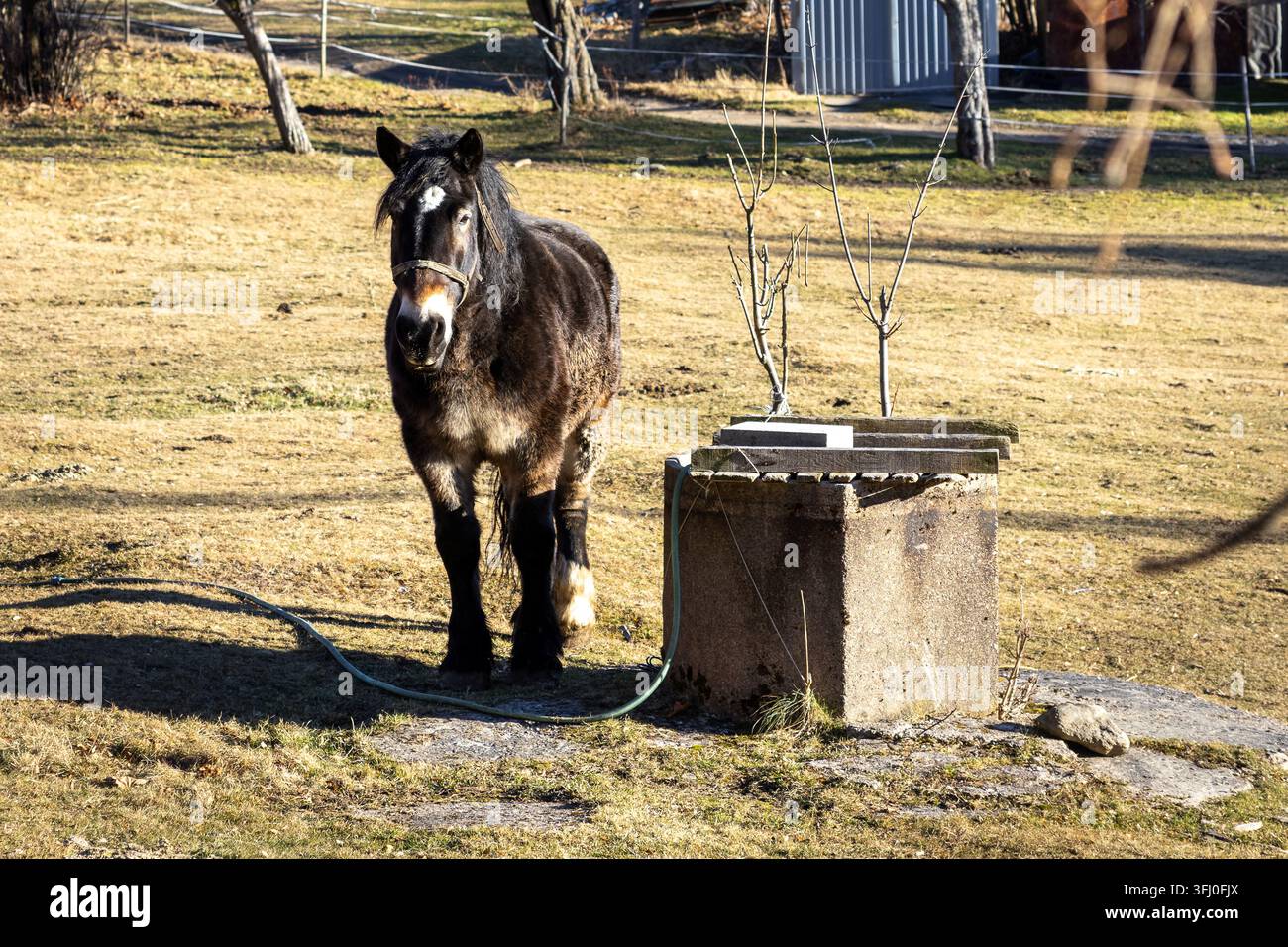 Das schwere Pferd wartet geduldig neben einem Steinbecken in einem goldenen sonnenbeschienenen Feld, was die traditionelle Tierpflege und die dauerhafte Verbindung zwischen Stockfoto