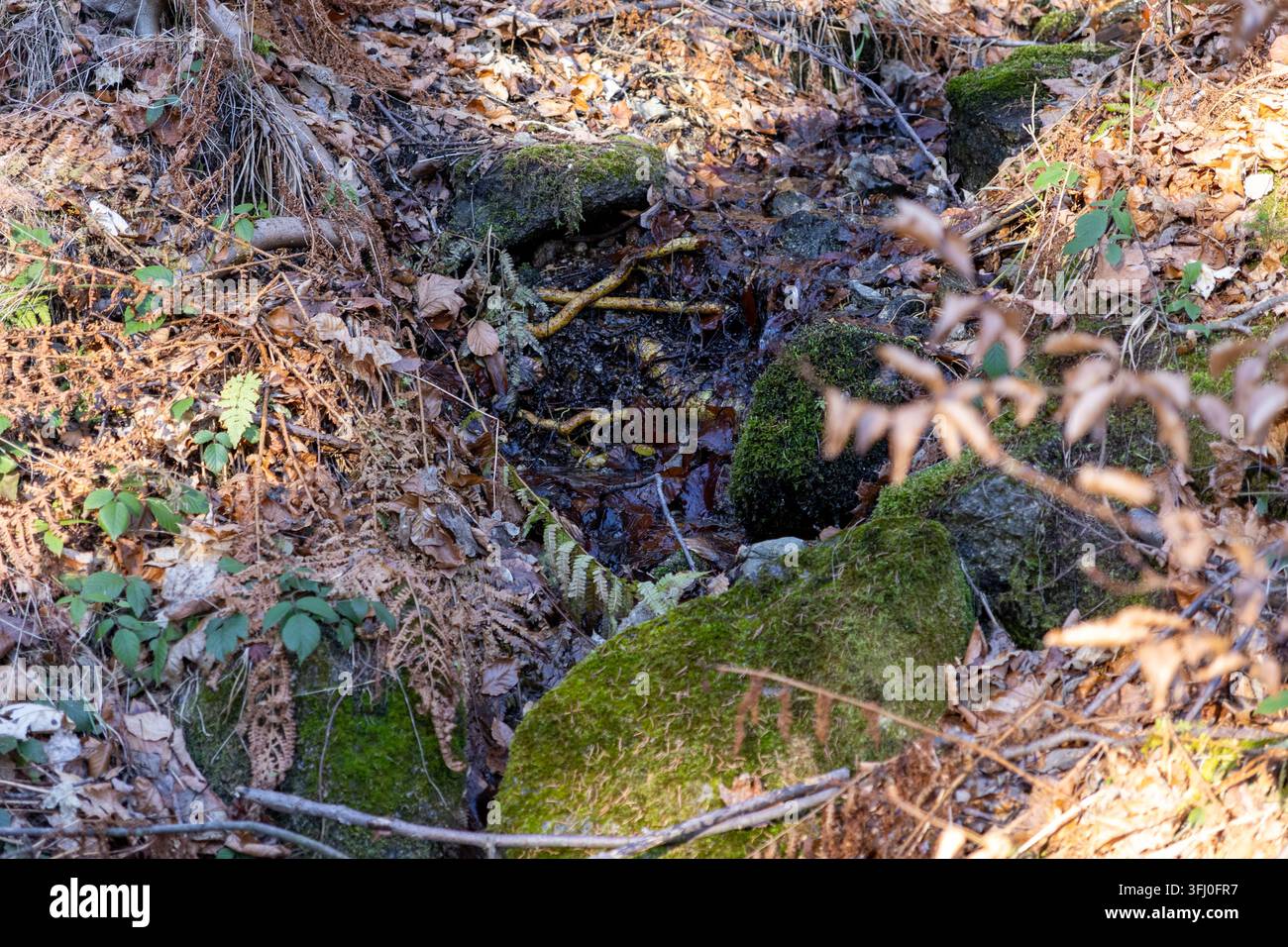 Natürlicher Bach plätschert durch moosbewachsene Steine, umgeben von totem Laub in einer ruhigen Waldlandschaft und schafft eine stille und malerische Atmosphäre der Natur Stockfoto
