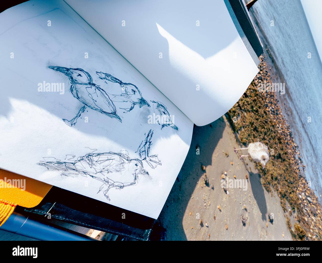 Skizzenbuch mit Stiftstudien von Möwen neben einer Möwe, die auf einem sonnenbeschienenen Ufer steht - Smartphone-aufgenommenes Stockfoto