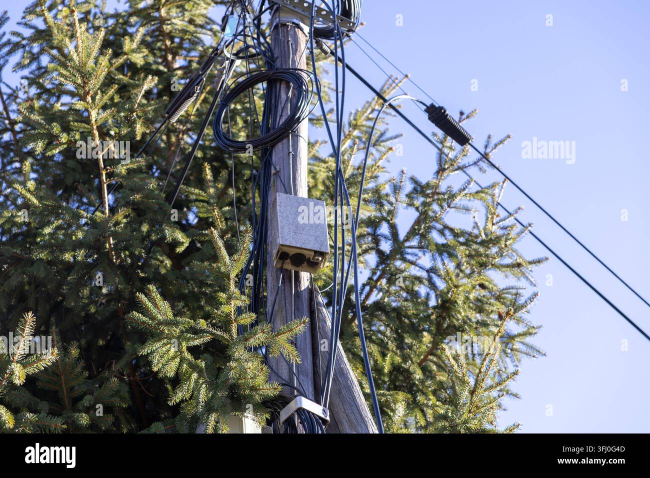Verwirrte schwarze Elektrokabel wickeln sich um einen hölzernen Strommast neben Nadelbäumen und repräsentieren moderne Telekommunikationssysteme, ein unordentliches Netz Stockfoto