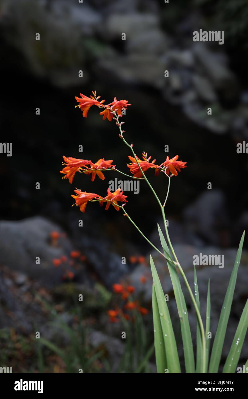 Crocosmia, auch bekannt als Montbretia, zeigt ihre leuchtend orangefarbenen trompetenförmigen Blüten und langen grünen Blätter, die in einer Gartenumgebung blühen Stockfoto