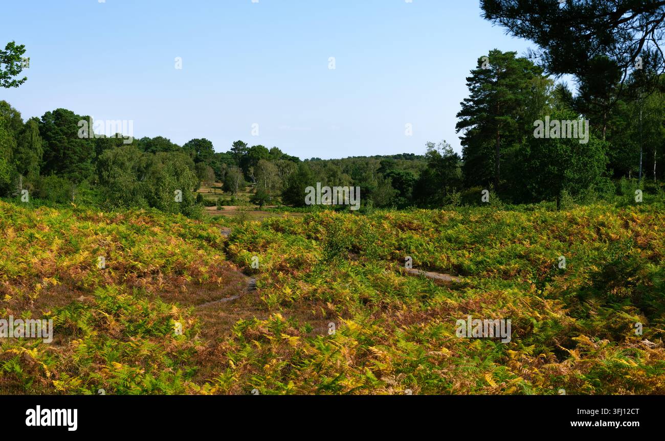 Eine farbenfrohe Landschaft des New Forest Heathland mit einem blühenden Heidekrautboden und dichtem Farn, der sich im Herbst allmählich orange färbt. Stockfoto