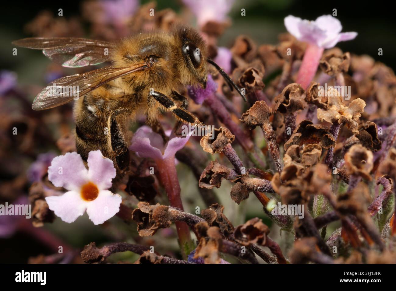 Makroaufnahme einer Biene, die Pollen und Nektar an einem rosa Buddleia-Busch sammelt Stockfoto