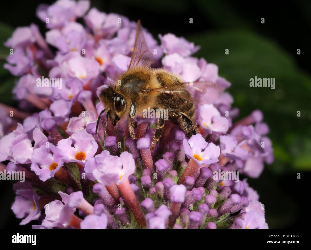 Makroaufnahme einer Biene, die Pollen und Nektar an einem rosa Buddleia-Busch sammelt Stockfoto