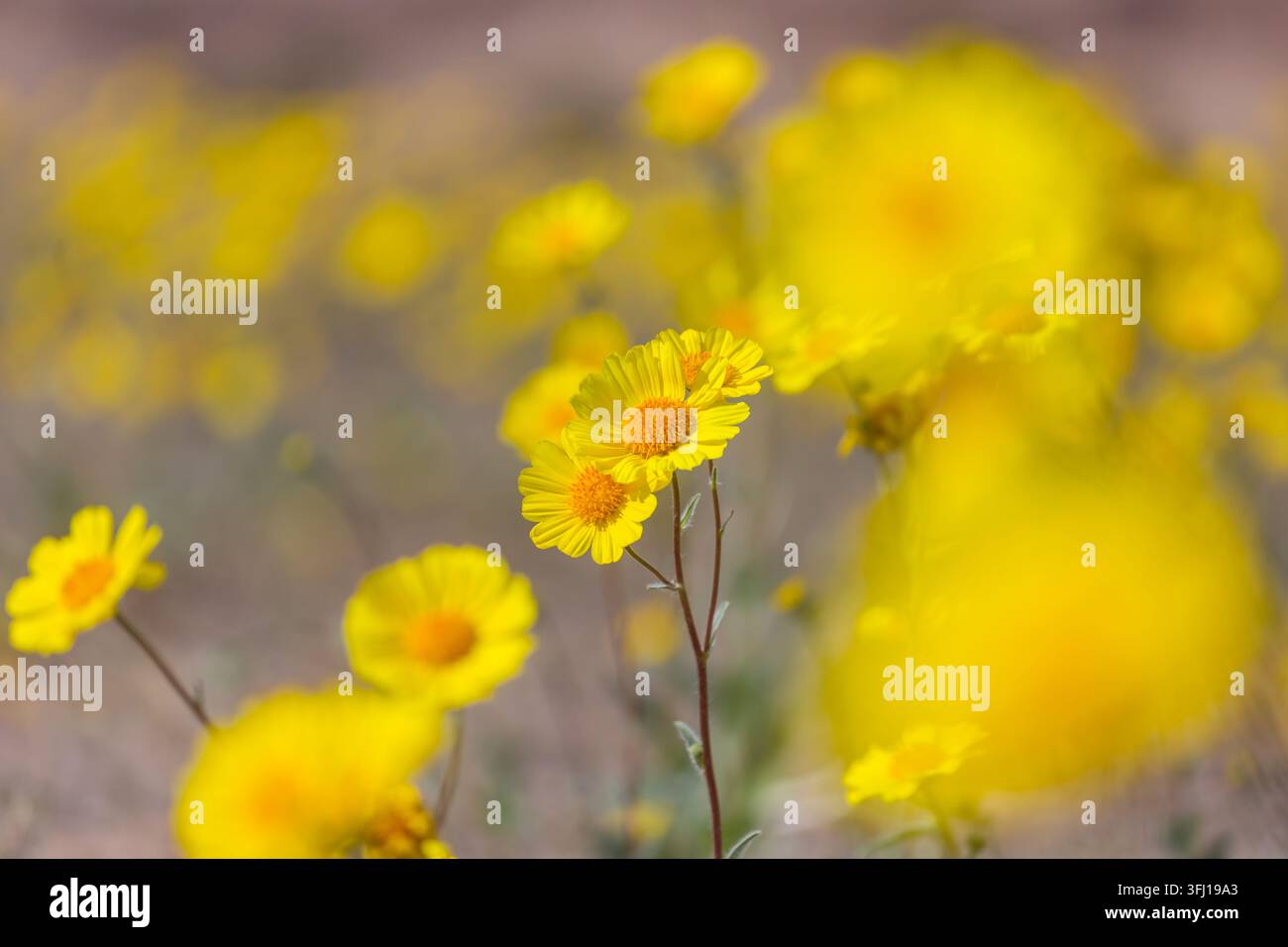 Gelbe Blume auf der Frühlingswiese Stockfoto